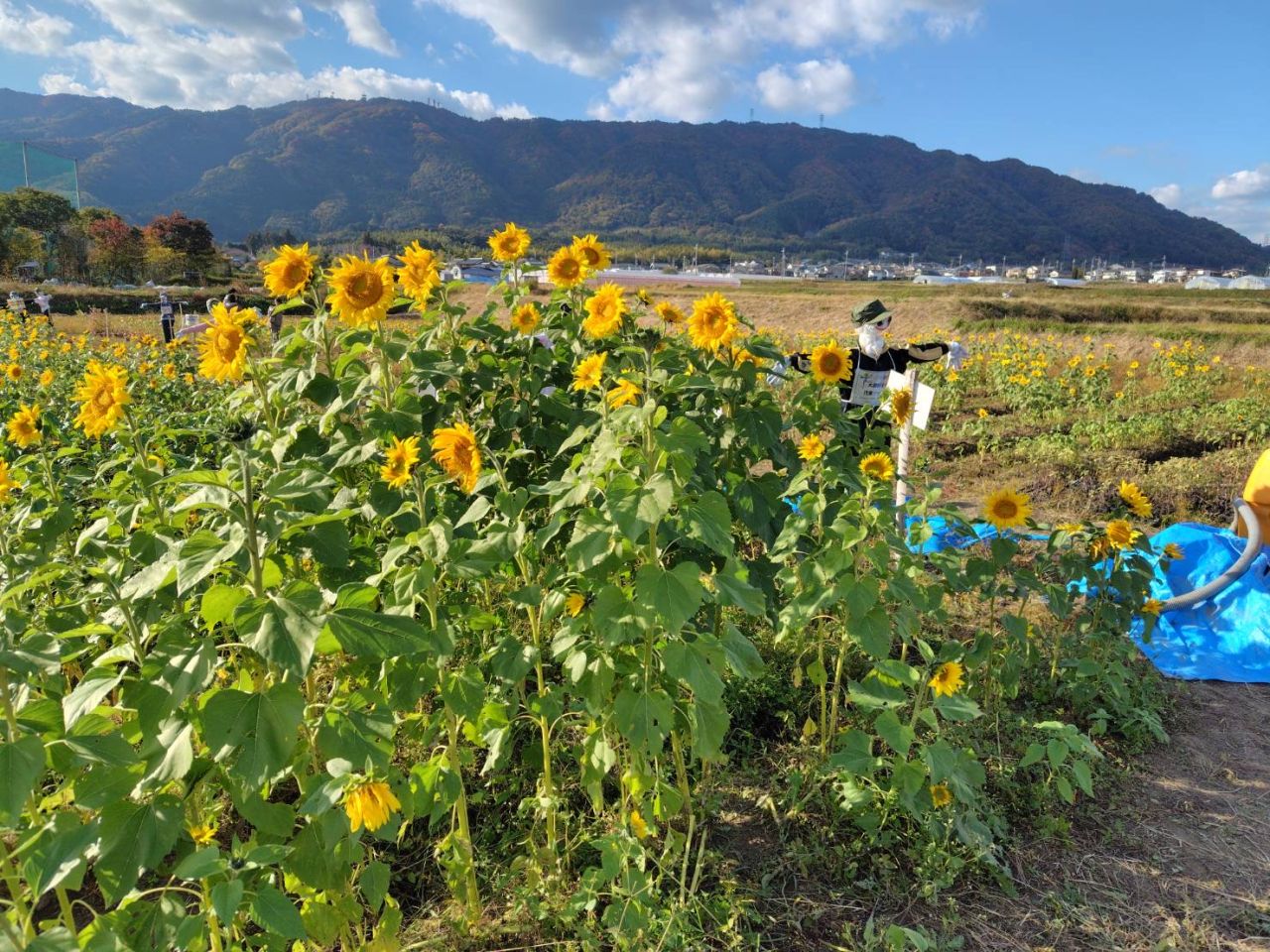 大原野のひまわり畑に行ってきました。