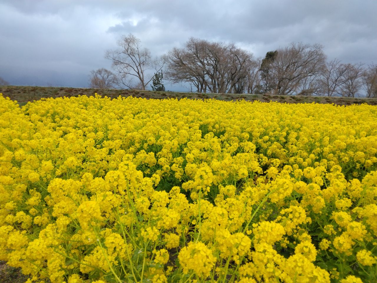 移動支援(菜の花畑)
