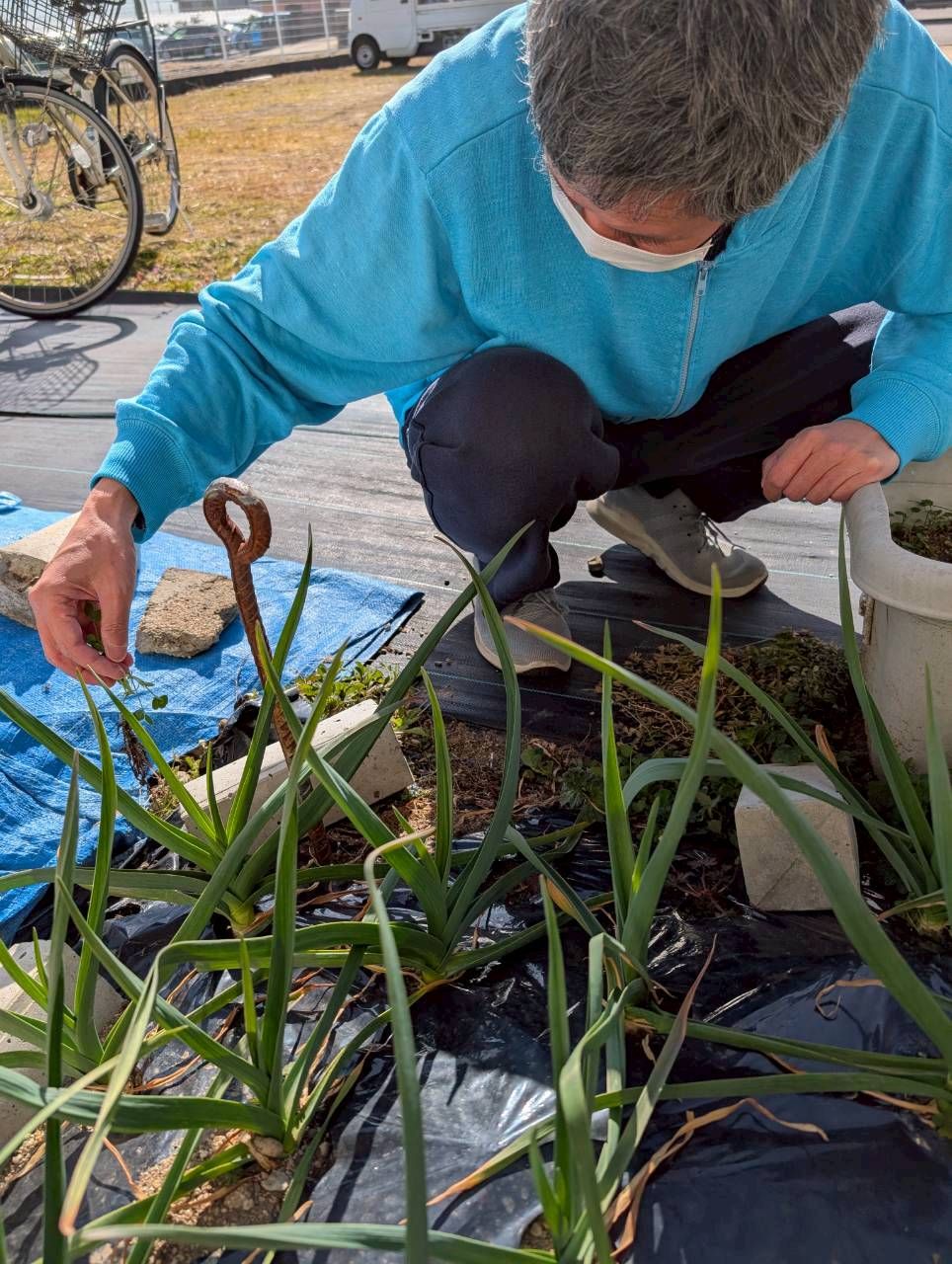 にんにくの収穫に向けて